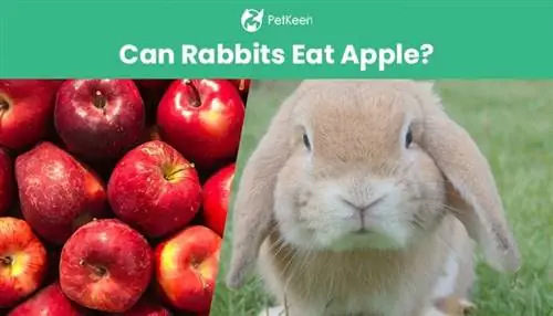 Kan hase appels eet? Veiligheidsfeite & Gereelde vrae