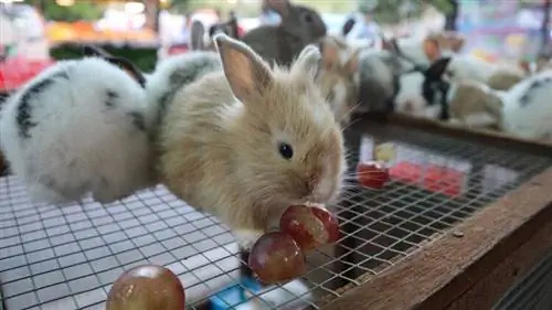 Mohou králíci jíst hrozny? Bezpečnostní fakta & FAQ