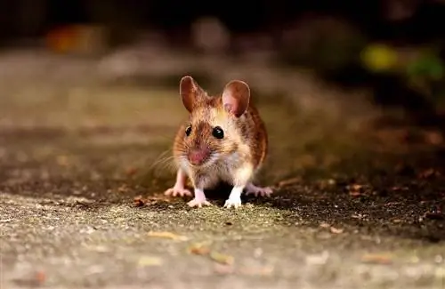 24 coole muizenfeiten die je misschien nog niet wist