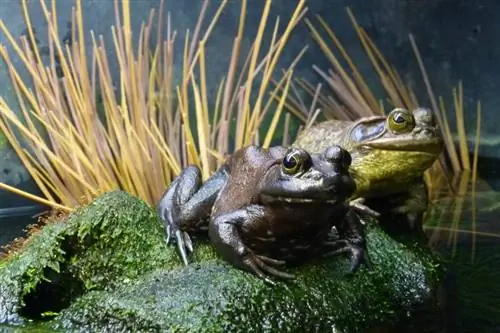 Bilmeniz Gereken 20 Büyüleyici Kurbağa Gerçeği