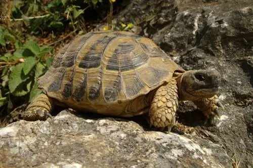 19 εκπληκτικά γεγονότα για τη χελώνα που πρέπει να γνωρίζετε