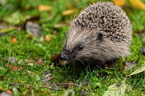 35 Fakta Hedgehog Menarik yang Anda Pasti Suka Tahu