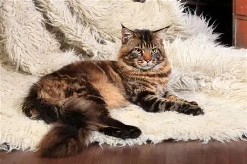 10 հետաքրքրաշարժ փաստ Մեյն Կուն կատուների մասին
