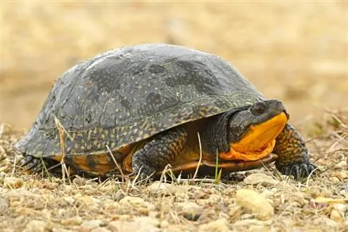 Vai bruņurupuči var ēst kartupeļus? Kas jums jāzina