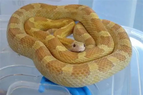 A bëjnë gjarpërinjtë e misrit kafshë shtëpiake të mira? Fakte, Pro & Kundër