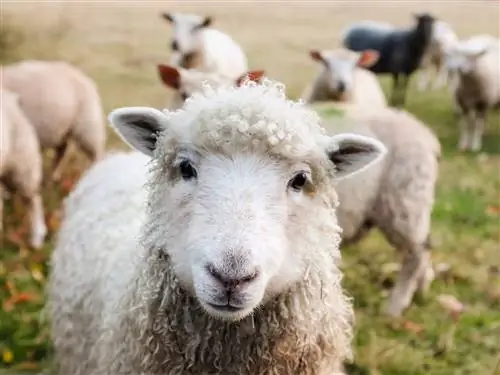 ცხვრები ქმნიან კარგ შინაურ ცხოველებს? ფაქტები, დადებითი & Cons