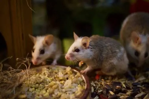 Les rates poden menjar menjar per a conills? El que necessites saber