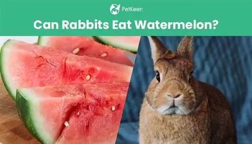 Voivatko kanit syödä vesimelonia? Turvallisuustiedot & FAQ