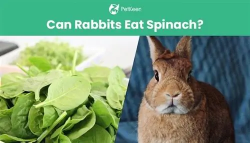 Kan kaniner äta spenat? Säkerhetstips & FAQ