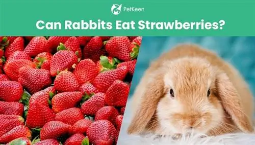 Els conills poden menjar maduixes? Dades de seguretat & PMF