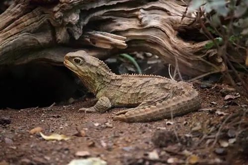 2023 жылы сақалды айдаһарларға арналған 7 ең жақсы төсек-орын жабдықтары – шолулар & үздік таңдау