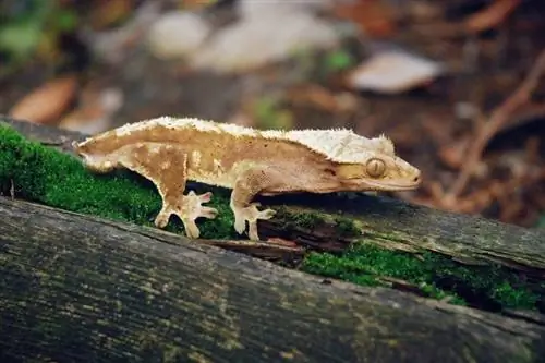 23 fascinants & Fets divertits de gecko crestat que mai no vas saber