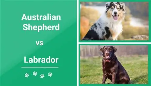 Avstralski ovčar proti labradorcu – primerjava pasem (s slikami)