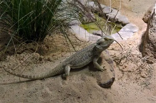 10 Fakta Menarik Tentang Reptil yang Pasti Ingin Kamu Ketahui