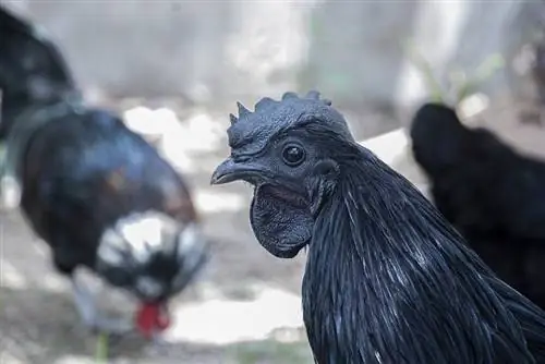 13 أغلى سلالات الدجاج في العالم (بالصور)