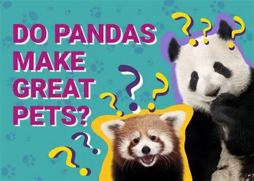 Robia pandy skvelé domáce zvieratá? Fakty & často kladené otázky