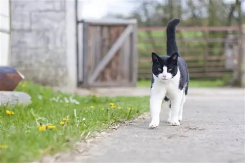 A macska hirtelen úgy sétál, mint aki részeg? 16 állatorvos által felülvizsgált ok