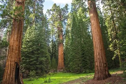 São permitidos cães no Sequoia National Park? Atualização das regras de 2023