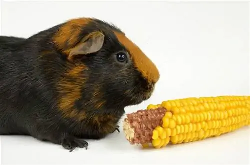 Maaari bang Kumain ng Corn Cobs ang Guinea Pig? Mga Katotohanan sa Kalusugan & FAQ