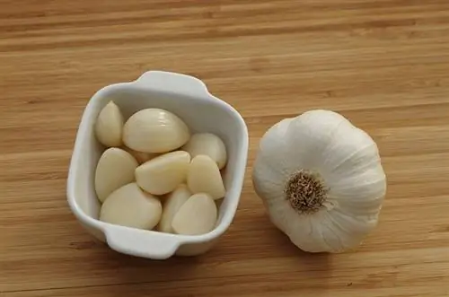 Kunnen kippen knoflook eten? Dieetfeiten & Veelgestelde vragen