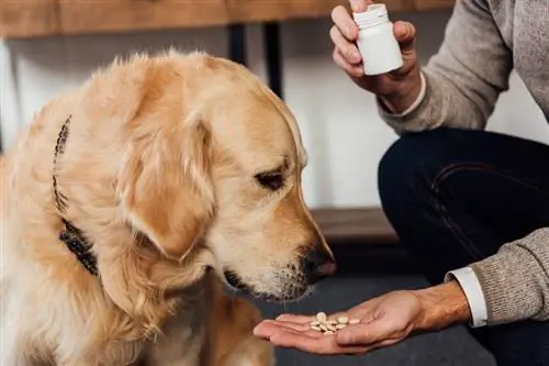 9 vitamiene wat jou hond nodig het vir 'n gesonde & Gelukkige lewe
