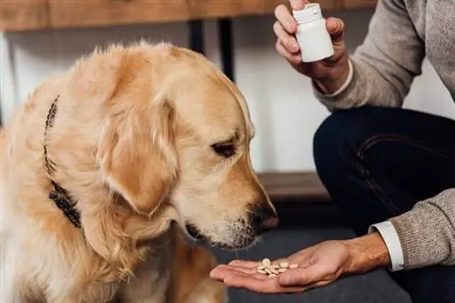 Köpeğinizin Sağlıklı Bir Yaşam İçin İhtiyacı Olan 9 Vitamin & Mutlu Yaşam