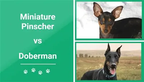 Pinscher miniatura vs dobermann: come si confrontano? (Con immagini)