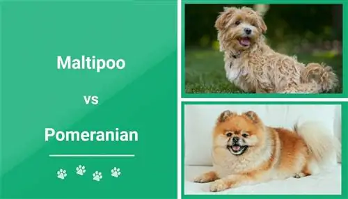 M altipoo vs. Pomeranian: Hvordan sammenlignes de? (Med bilder)