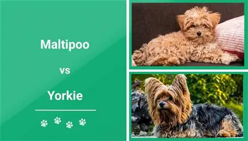 M altipoo vs. Yorkie – Bagaimana Perbandingannya? (Dengan Gambar)