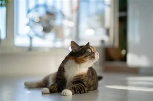Sa kohë mund ta lini një mace vetëm në shtëpi? Pyetjet e shpeshta & Këshilla