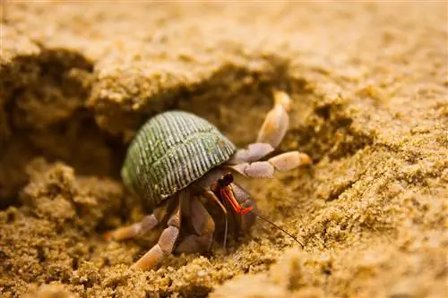 Por que os caranguejos eremitas se enterram? 4 razões possíveis