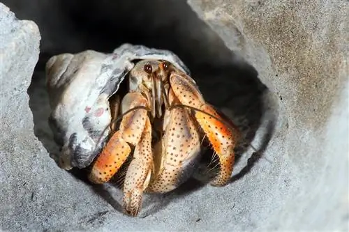 Paano Masasabi ang Kasarian ng Hermit Crab: Mga Pangunahing Pagkakaiba (May mga Larawan)