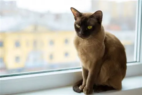 10 bellissimi colori del gatto birmano & modelli (con immagini)