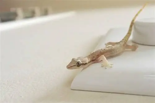 Mourning Gecko: Info, bilder och vårdguide