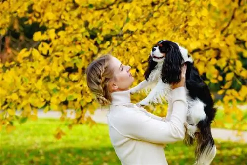 Hvor lenge er kennelhoste smittsom? (Svar veterinær)