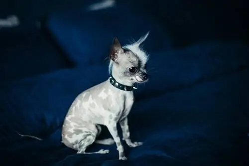 10 razze di cani senza pelo che sono ottimi animali domestici (con immagini)