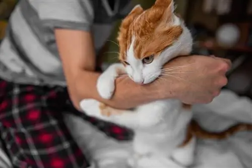 Hvorfor tar katten min hånden min og biter meg? 6 sannsynlige årsaker