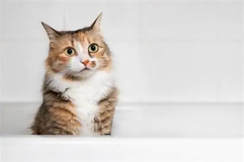 Proč mají kočky tak rády vany? 7 pravděpodobných důvodů