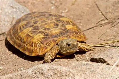 Pancake Tortoise: ورقة العناية، إعداد الخزان، النظام الغذائي & المزيد (بالصور)