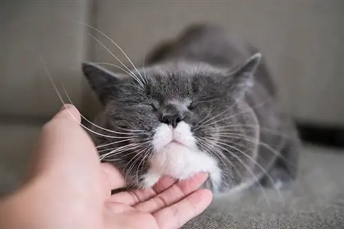 ¿Por qué a los gatos les gustan tanto los rasguños en la barbilla? La razón interesante explicada