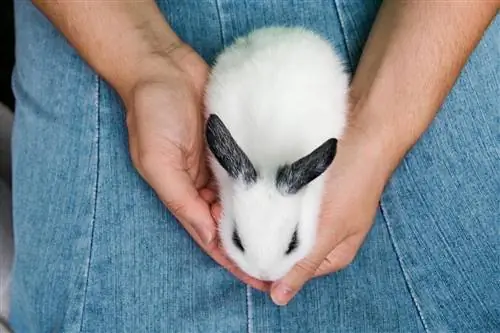 Sådan beroliger du en bange eller stresset kanin: 18 gennemprøvede metoder