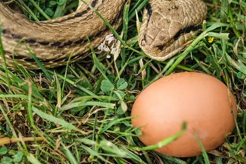 Mogu li zmije ljubimci jesti jaja? Dijeta & Zdravstveni savjeti