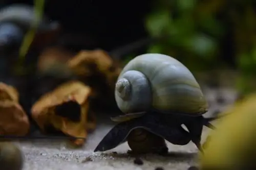 Tot el que cal saber sobre Mystery Snails: Origins, FAQ & Més