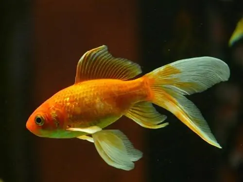 Ako zistiť, či je vaša zlatá rybka tehotná: Sprievodca 2023