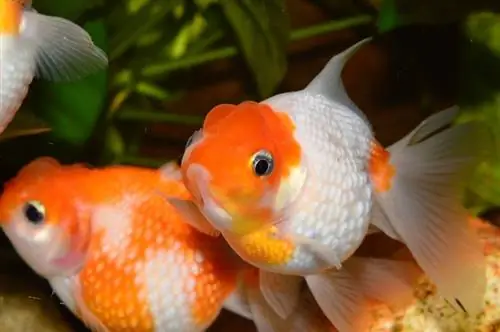 Hoe groot kan goudvisse word? Gemiddelde groei en grootte
