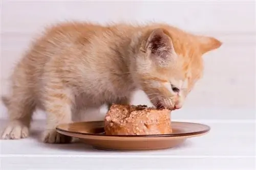 10 parasta kissanruokaa vuonna 2023: Arvostelut & parasta valintaa