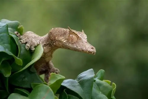 Gecko satanique à queue de feuille : Guide d'entretien, variétés, durée de vie & Plus (avec photos)