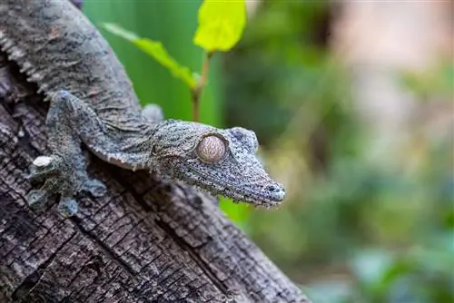 Giant Leaf-tailed Gecko: Plejevejledning, varianter, levetid & Mere (med billeder)