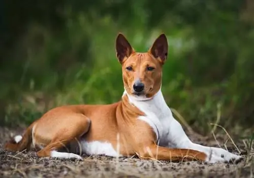 4 Egyptian Dog Breeds (nrog duab)