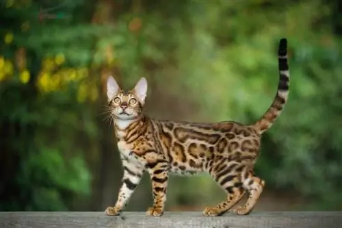 Hoe groot word Bengaalse katte? Gemiddelde gewig & Groeikaart